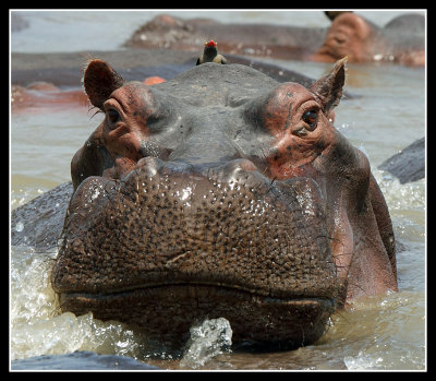 Hippo