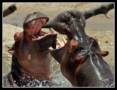 Hippo fight