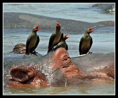 Red Billed Ox Peckers