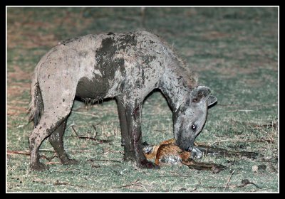 Hyena on Puku kill