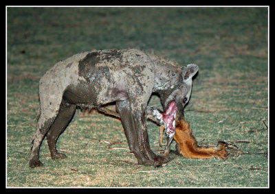 Hyena on Puku kill