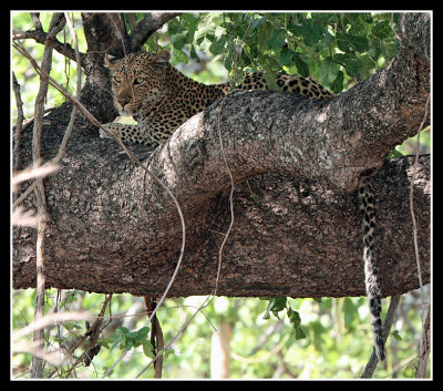 Leopard in tree