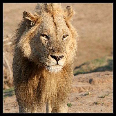 Male Lion