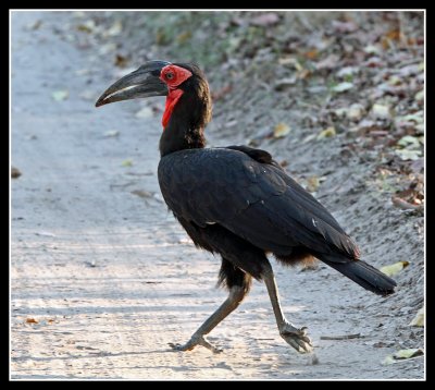 Southern Ground Hornbill
