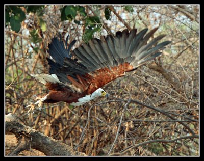 African Fish Eagle