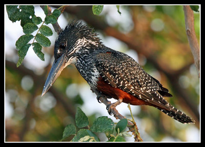 African Giant Kingfisher
