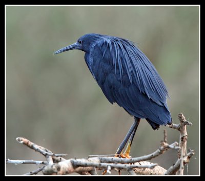 Black Heron