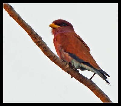 Broad Billed Roller