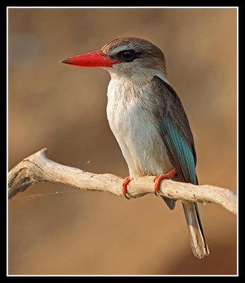 Brown Hooded Kingfisher