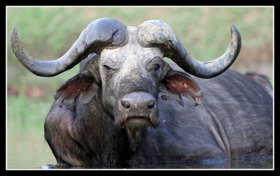 Buffalo