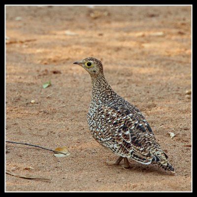 Double Banded Sand Grouse