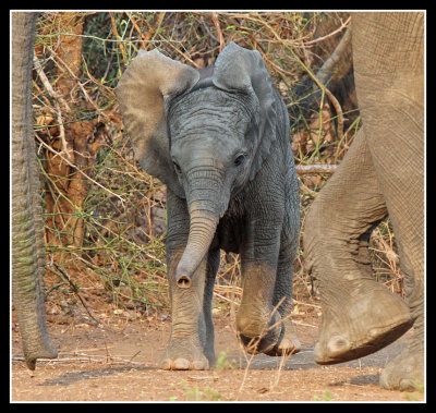 Baby Elephant