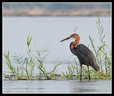 Goliath Heron