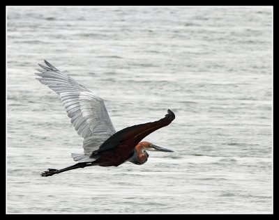 Goliath Heron