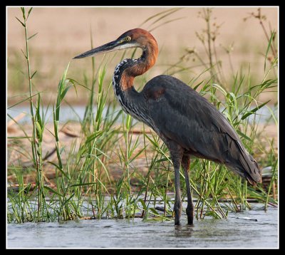 Goliath Heron