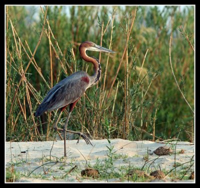 Goliath Heron