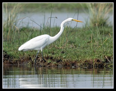 Great White Egret