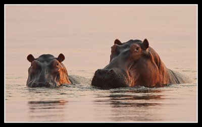 Hippos