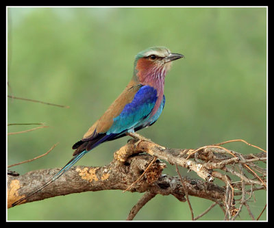 Lilac Breasted Roller