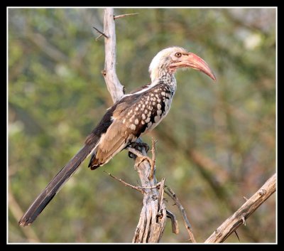 Red Billed Hornbill