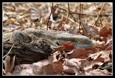 Rock Monitor