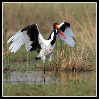 Saddle Billed Stork