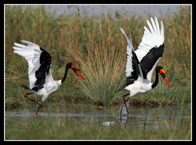 Saddle Billed Storks