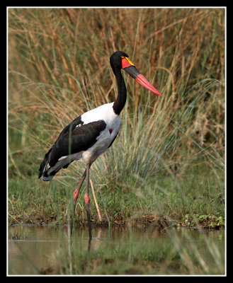 Saddle Billed Stork