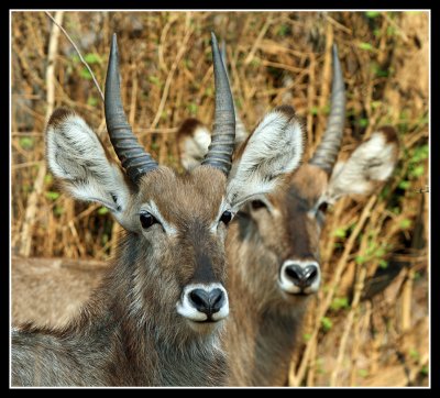 Waterbucks