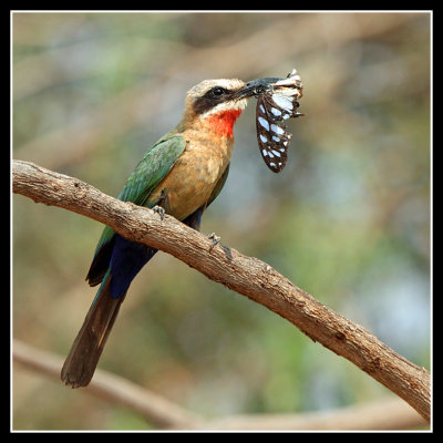 White Fronted Bee Eater