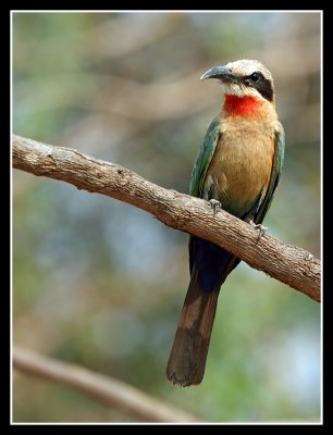 White Fronted Bee Eater