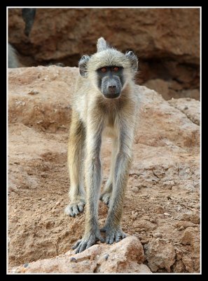 Yellow Baboon