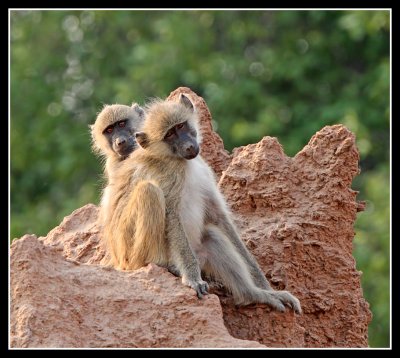 Yellow Baboon