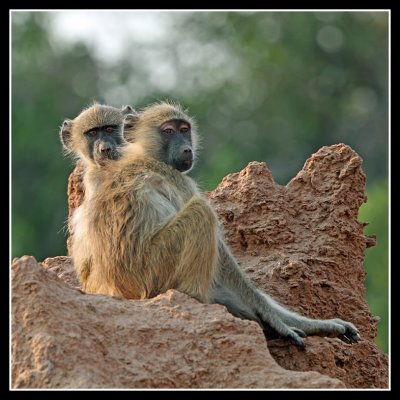 Chongwe River Camp 2011