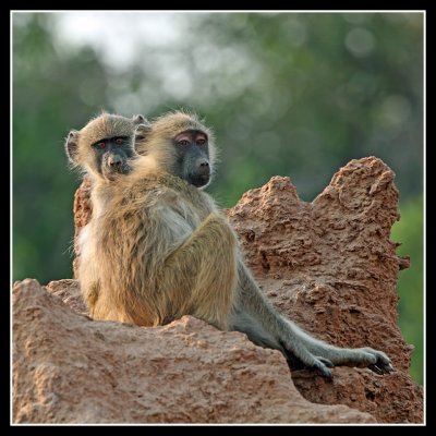 Yellow Baboons