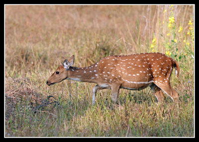 Spotted Deer, Kanha
