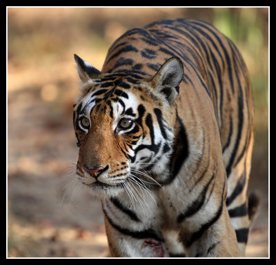 Tiger, Kanha