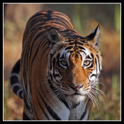 Tiger, Kanha