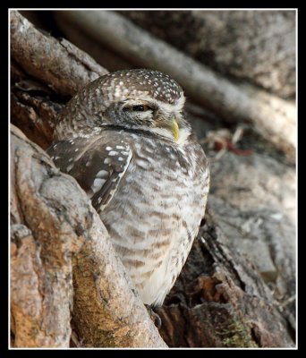 Spotted Owlet