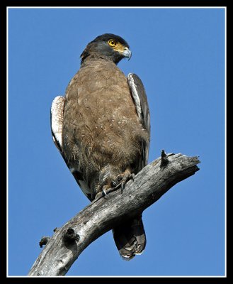 Crested Serpent Eagle, Pench