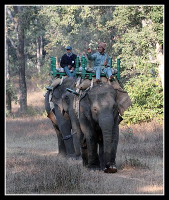 'Tiger Show' Elephants, Pench