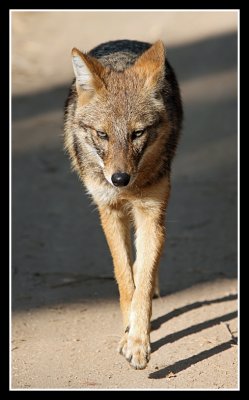Jackal, Pench