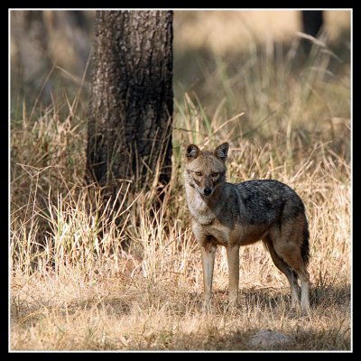 Jackal, Pench