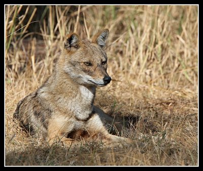 Jackal
