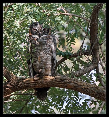 Mottled Wood Owl