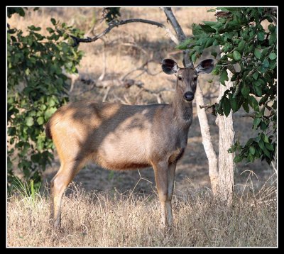 Sambar Doe, Pench