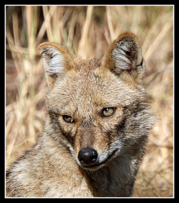 Jackal, Pench