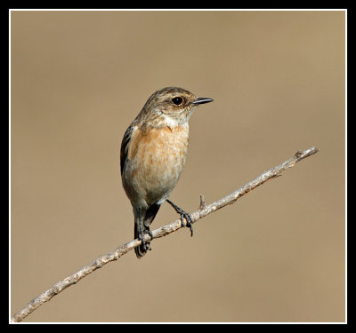 Female Stonechat, Satpura