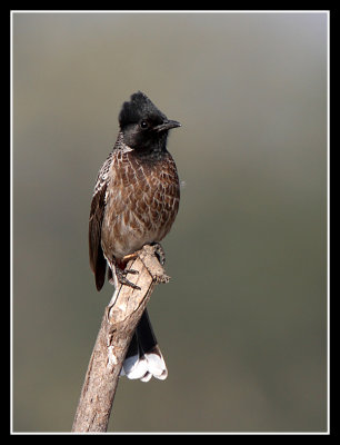 Red Vented Bulbul, Satpura