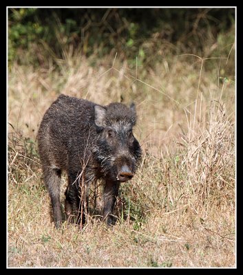 Wild Boar, Satpura